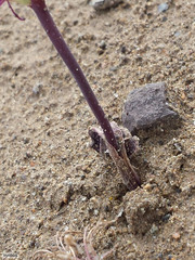 Lachenalia comptonii