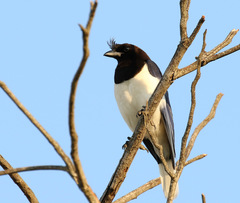Cyanocorax cristatellus