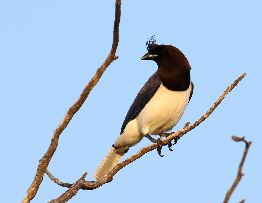 Curl-crested Jay photo