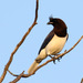 Curl-crested Jay - Photo (c) guyincognito, some rights reserved (CC BY-NC), uploaded by guyincognito