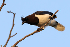 Cyanocorax cristatellus