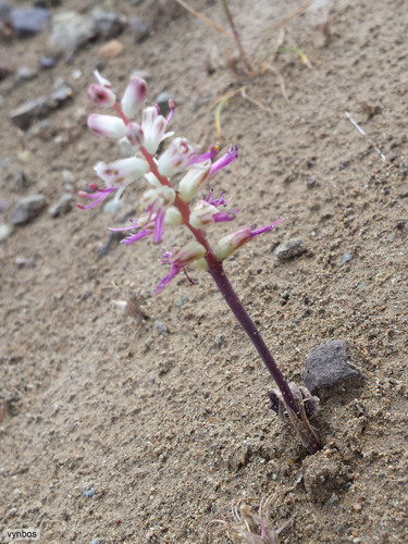 Lachenalia comptonii