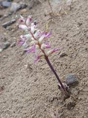 Lachenalia comptonii