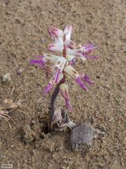 Lachenalia comptonii