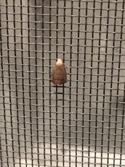 Hypenodes fractilinea