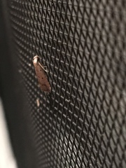 Hypenodes fractilinea