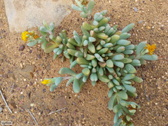 Malephora crassa