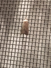 Hypenodes fractilinea