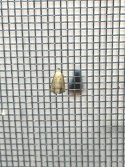 Hypenodes fractilinea