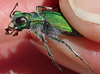San Joaquin Tiger Beetle - Photo (c) Will Richardson, some rights reserved (CC BY-NC), uploaded by Will Richardson