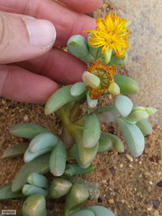 Malephora crassa