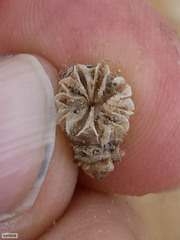 Malephora crassa