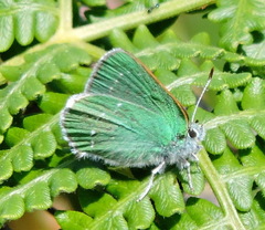 Callophrys viridis