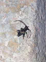 Pogonocherus hispidus