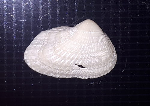 Sheldonella bisulcata