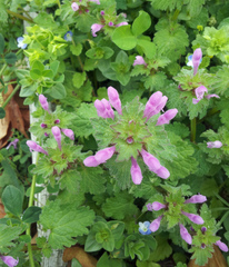 Lamium hybridum