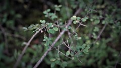 Symphoricarpos microphyllus