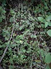 Symphoricarpos microphyllus