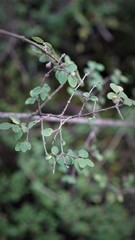 Symphoricarpos microphyllus