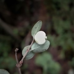 Symphoricarpos microphyllus