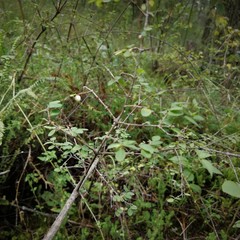 Symphoricarpos microphyllus