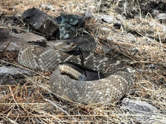 Crotalus molossus