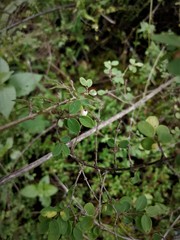 Symphoricarpos microphyllus