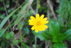 Coreopsis pubescens