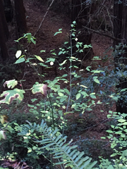 Euonymus occidentalis