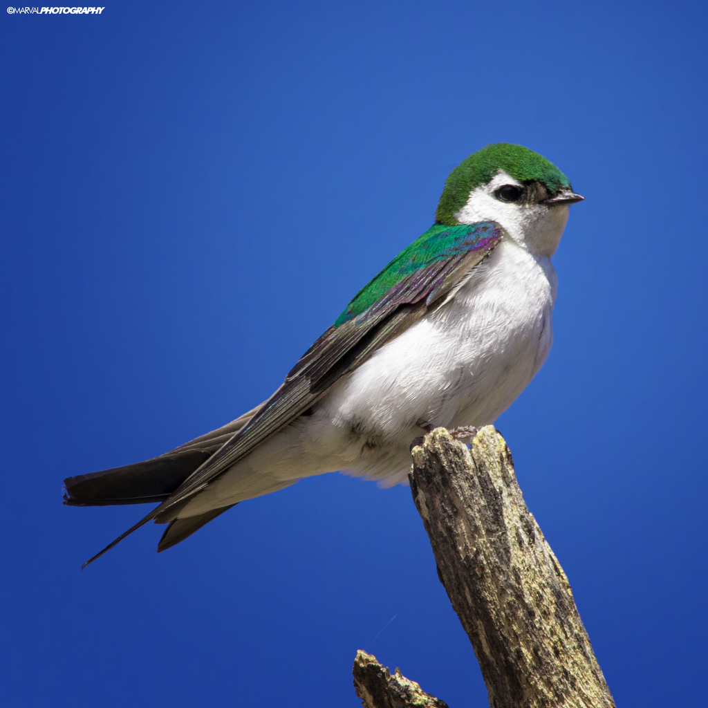 Violet-green Swallow