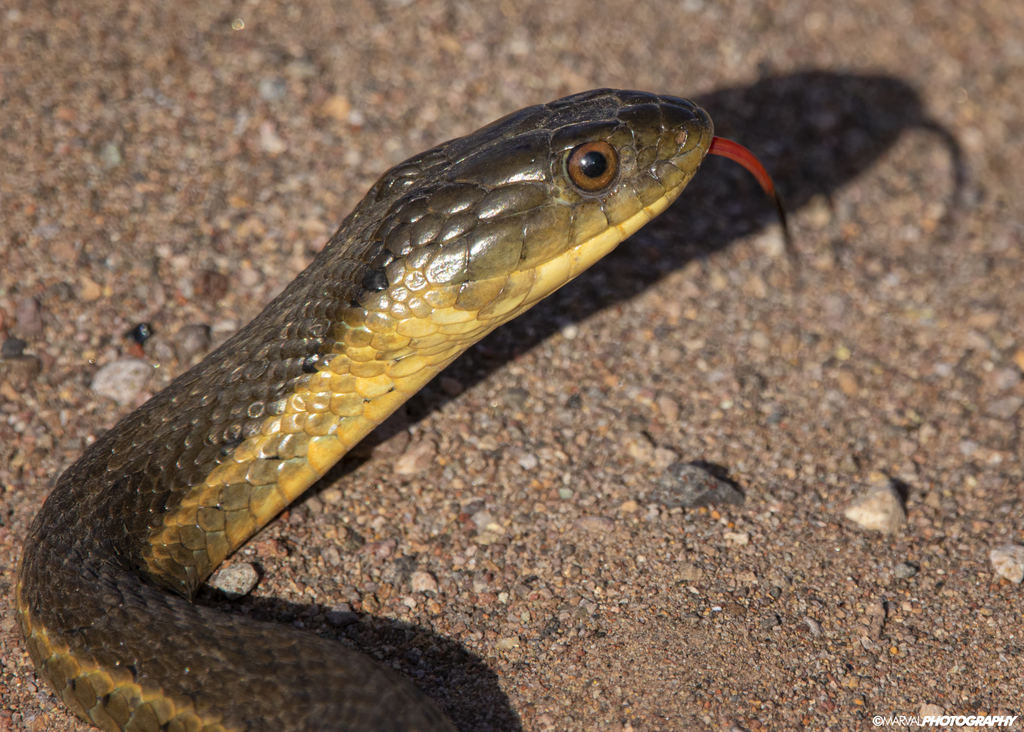 Two-striped Gartersnake