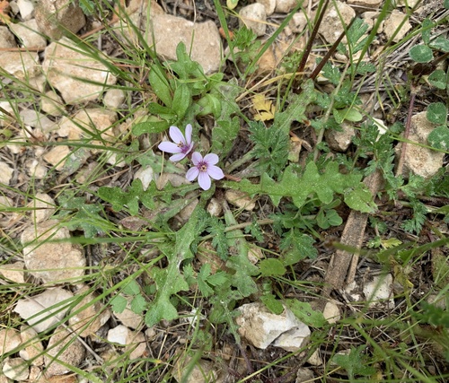 bocianik rozpukovitý (Erodium cicutarium)