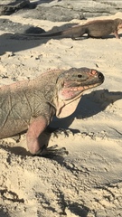 Cyclura cychlura
