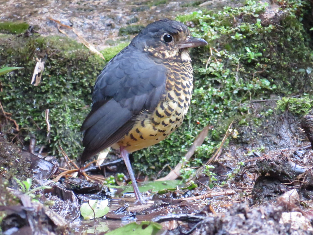 Undulated Antpitta