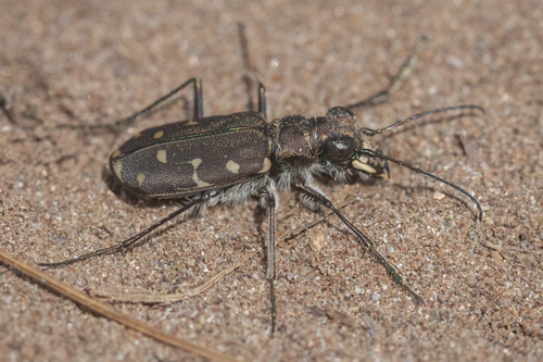 Cicindela duodecimguttata Dejean, 1825