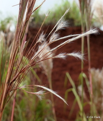 Andropogon bicornis