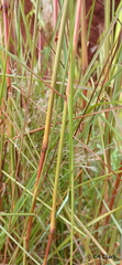 Andropogon bicornis