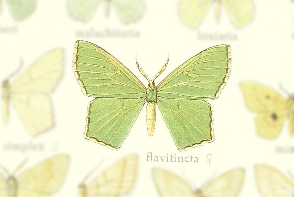 Herochroma flavitincta