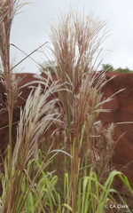 Andropogon bicornis