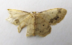 Idaea trigeminata