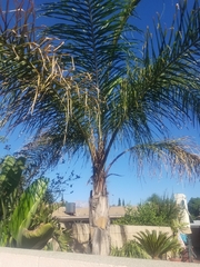 Arecaceae
