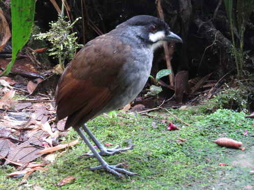 Grallaria ridgelyi
