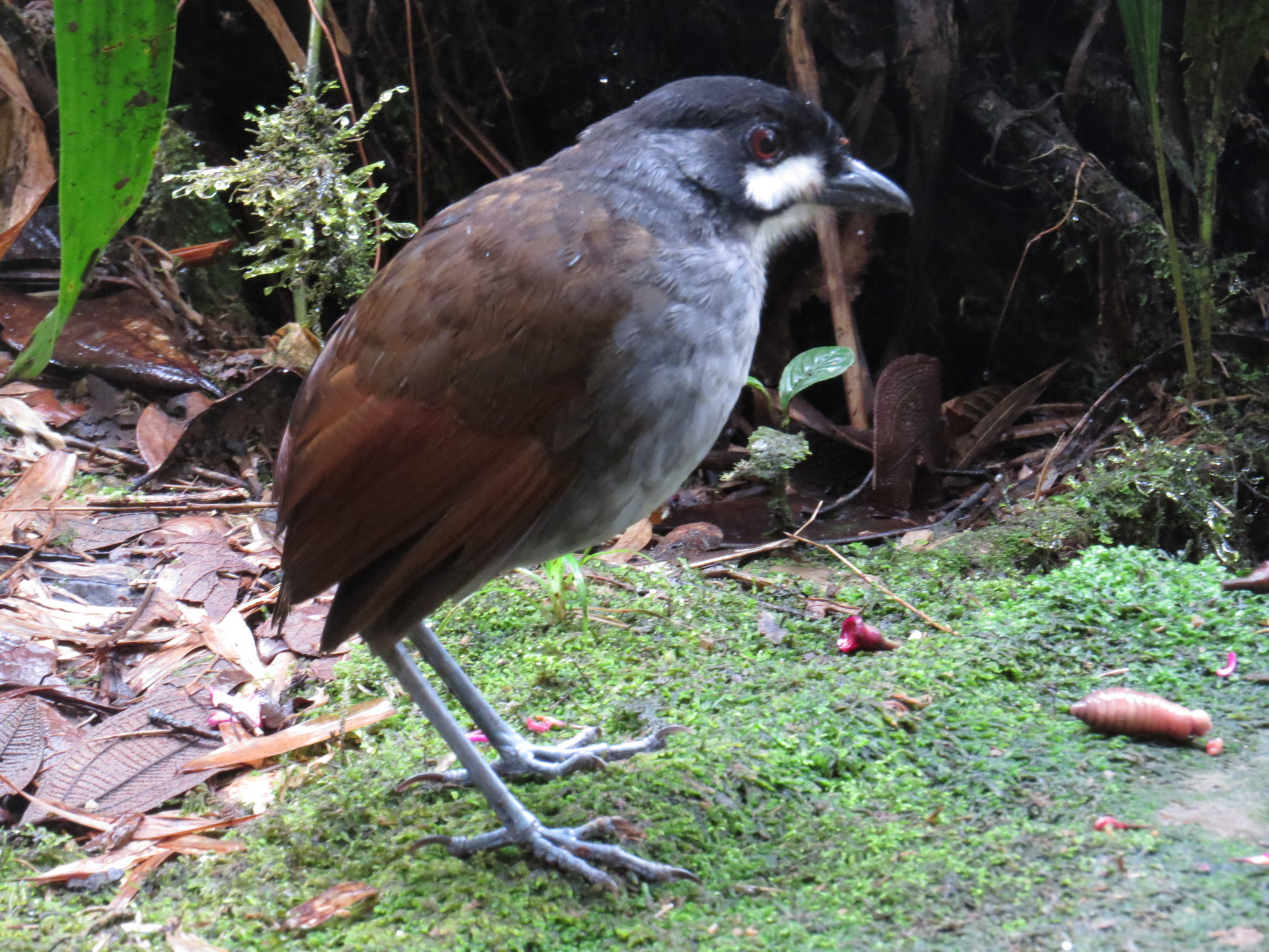 Jocotoco Antpitta (Grallaria ridgelyi), photo 3