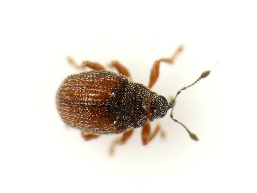 Ceutorhynchus pumilio