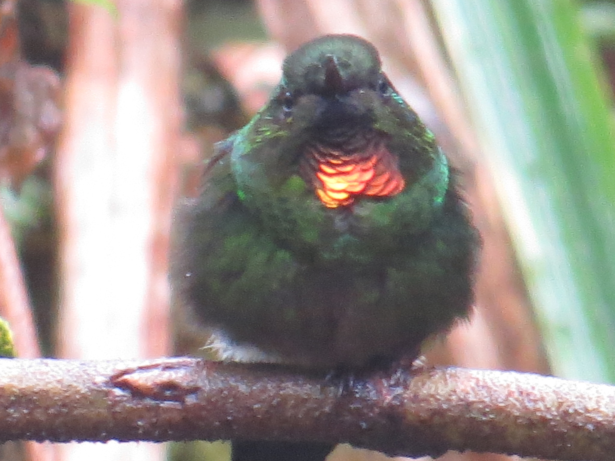Flame-throated Sunangel (Heliangelus micraster), photo 4