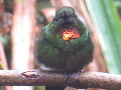 Heliangelus micraster