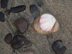 Semele rubropicta