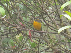 Anisognathus lacrymosus