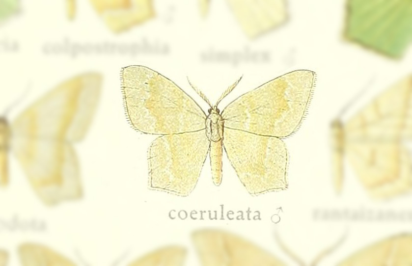 Jodis coeruleata