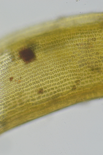 Image of Racomitrium macounii by no rights reserved